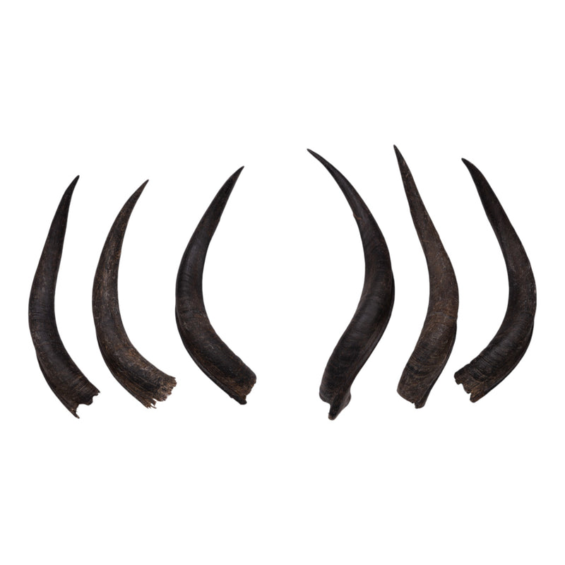 Real Kudu Horn - Single