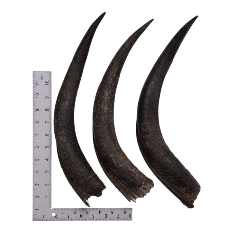 Real Kudu Horn - Single