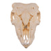 Real Domestic Goat Skull