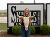 Real Longhorn Skull - Standard Quality