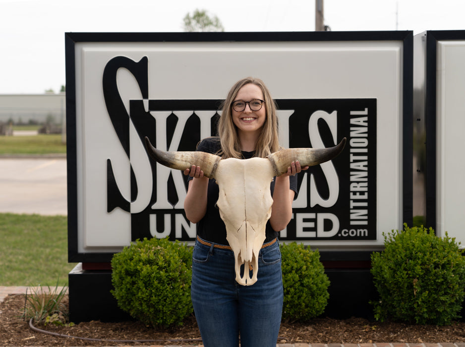 Real Longhorn Skull - Standard Quality