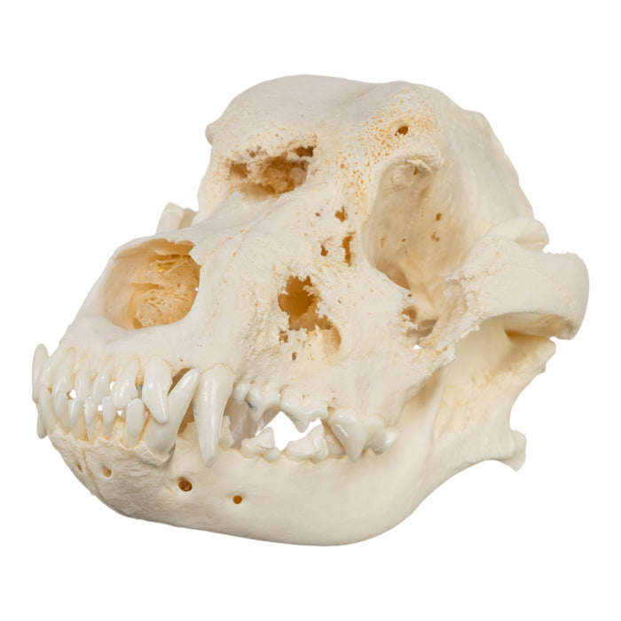 Real Domestic Dog Skull - Pathology