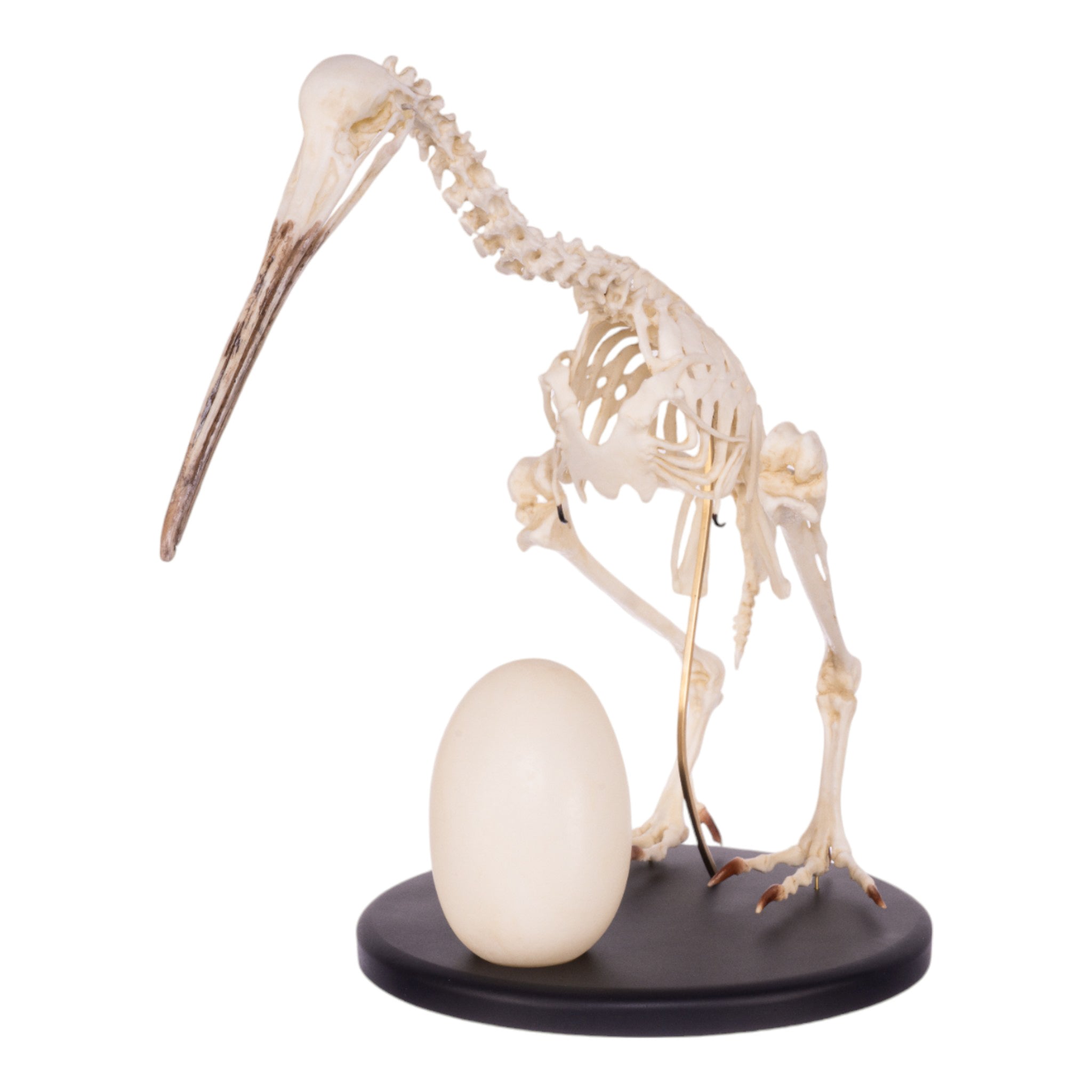 Replica Brown Kiwi Articulated Skeleton For Sale — Skulls