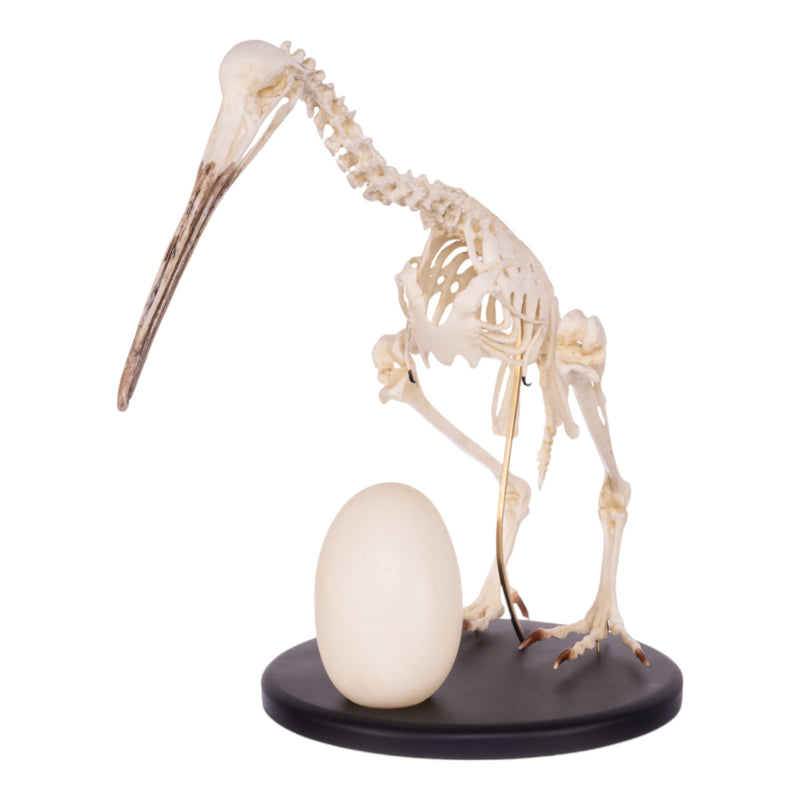 Replica Brown Kiwi Articulated Skeleton