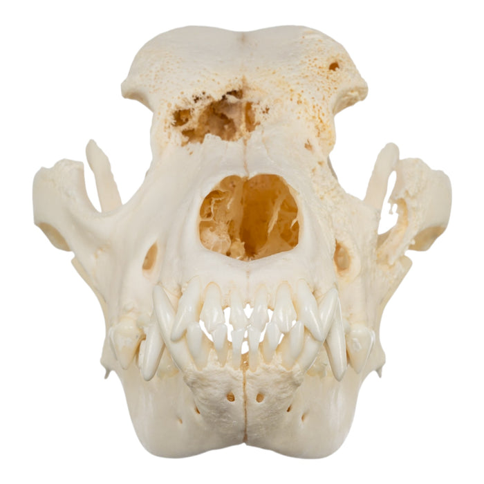 Real Domestic Dog Skull - Pathology