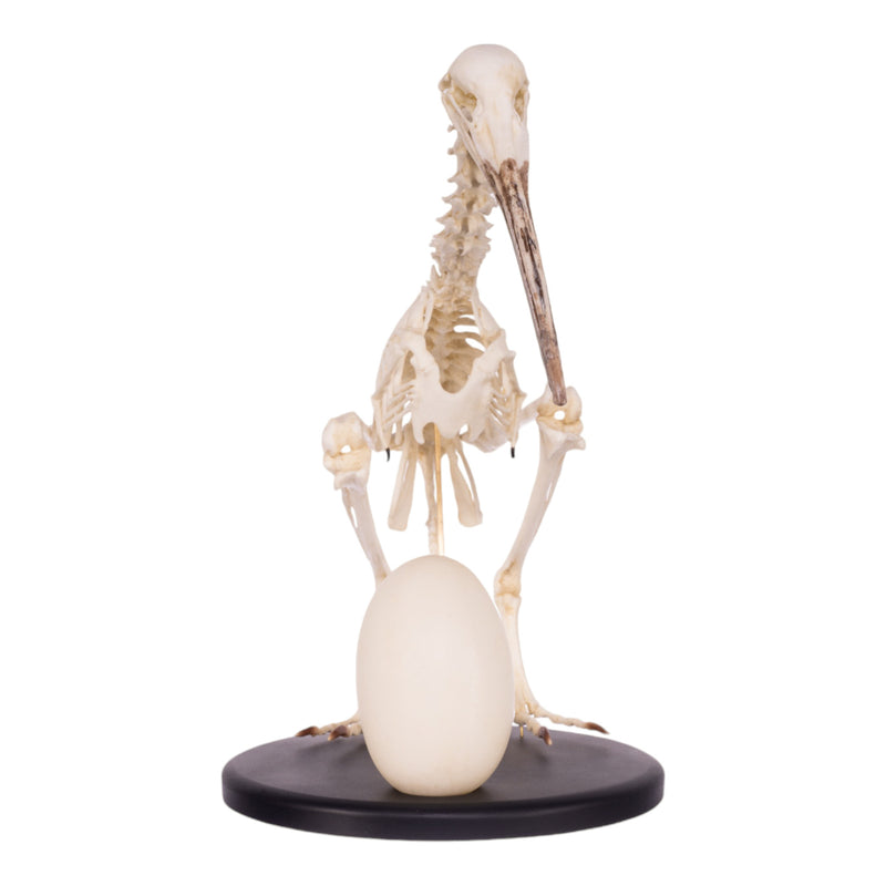 Replica Brown Kiwi Articulated Skeleton