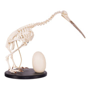 Replica Brown Kiwi Articulated Skeleton