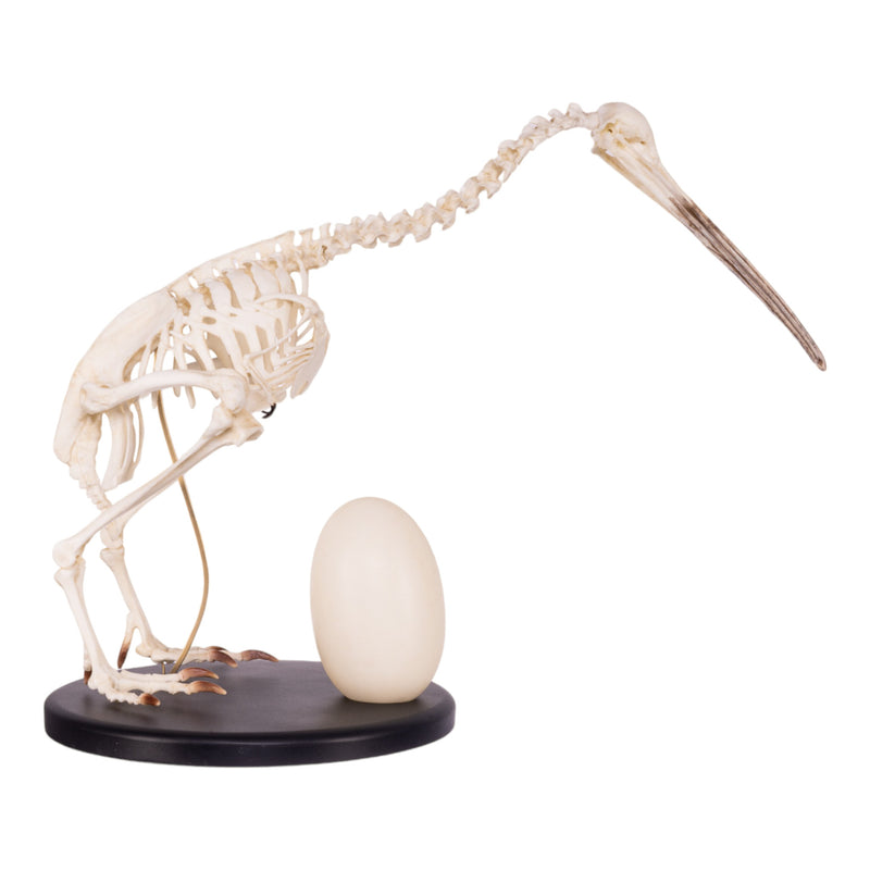 Replica Brown Kiwi Articulated Skeleton