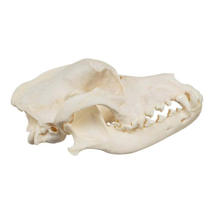 Real Domestic Dog Skull - Pathology