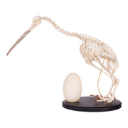 Replica Brown Kiwi Articulated Skeleton