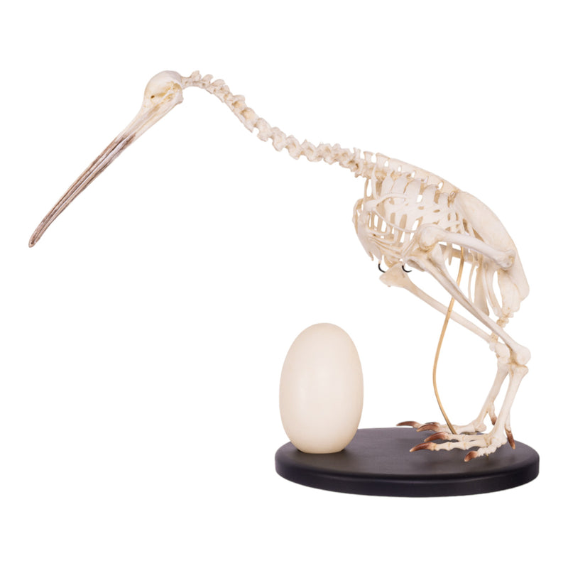 Replica Brown Kiwi Articulated Skeleton