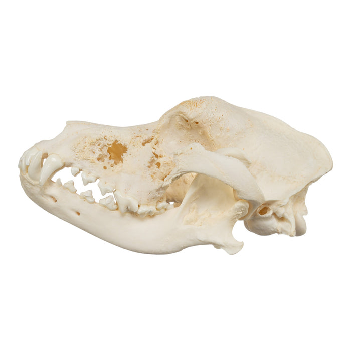 Real Domestic Dog Skull - Pathology