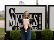 Real Longhorn Skull - Economy Quality