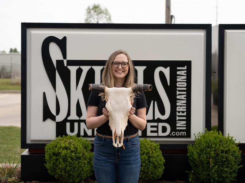 Real Longhorn Skull - Economy Quality