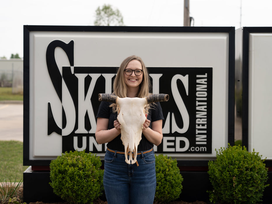 Real Longhorn Skull - Economy Quality