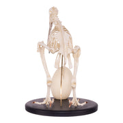 Replica Brown Kiwi Articulated Skeleton