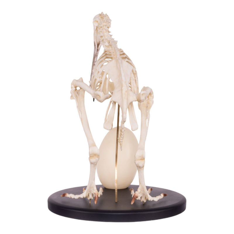 Replica Brown Kiwi Articulated Skeleton