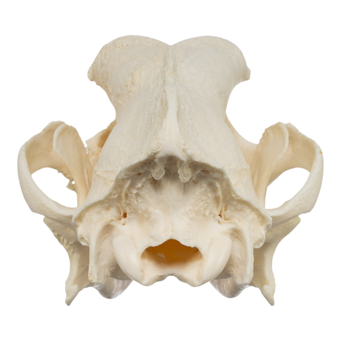 Real Domestic Dog Skull - Pathology