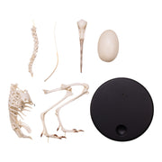 Replica Brown Kiwi Articulated Skeleton