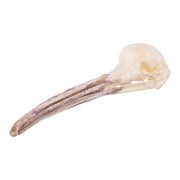 Replica Brown Kiwi Skull
