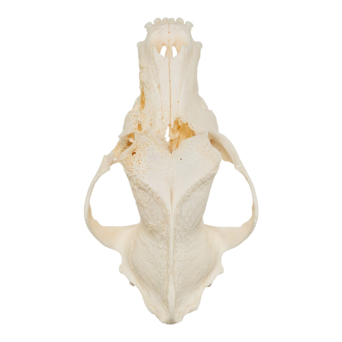 Real Domestic Dog Skull - Pathology
