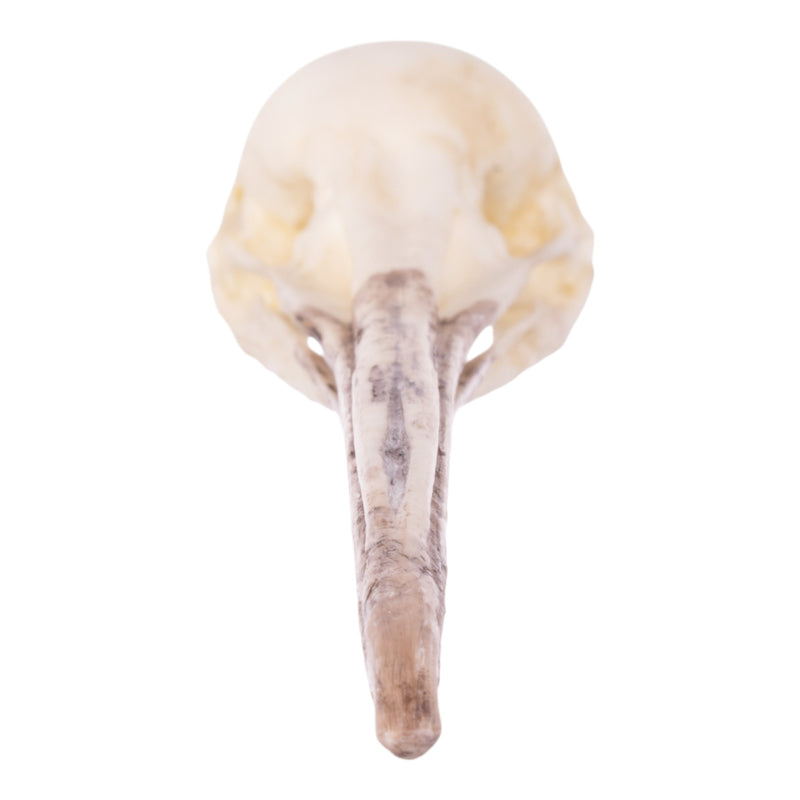 Replica Brown Kiwi Skull