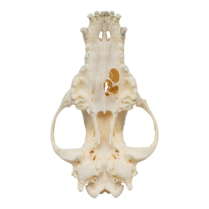 Real Domestic Dog Skull - Pathology