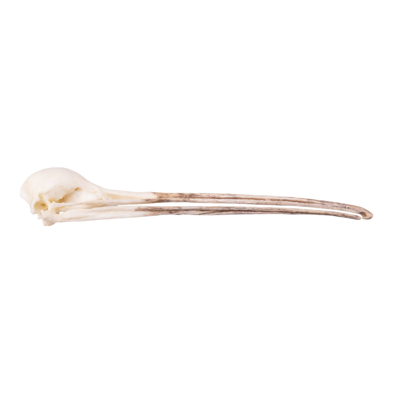 Replica Brown Kiwi Skull