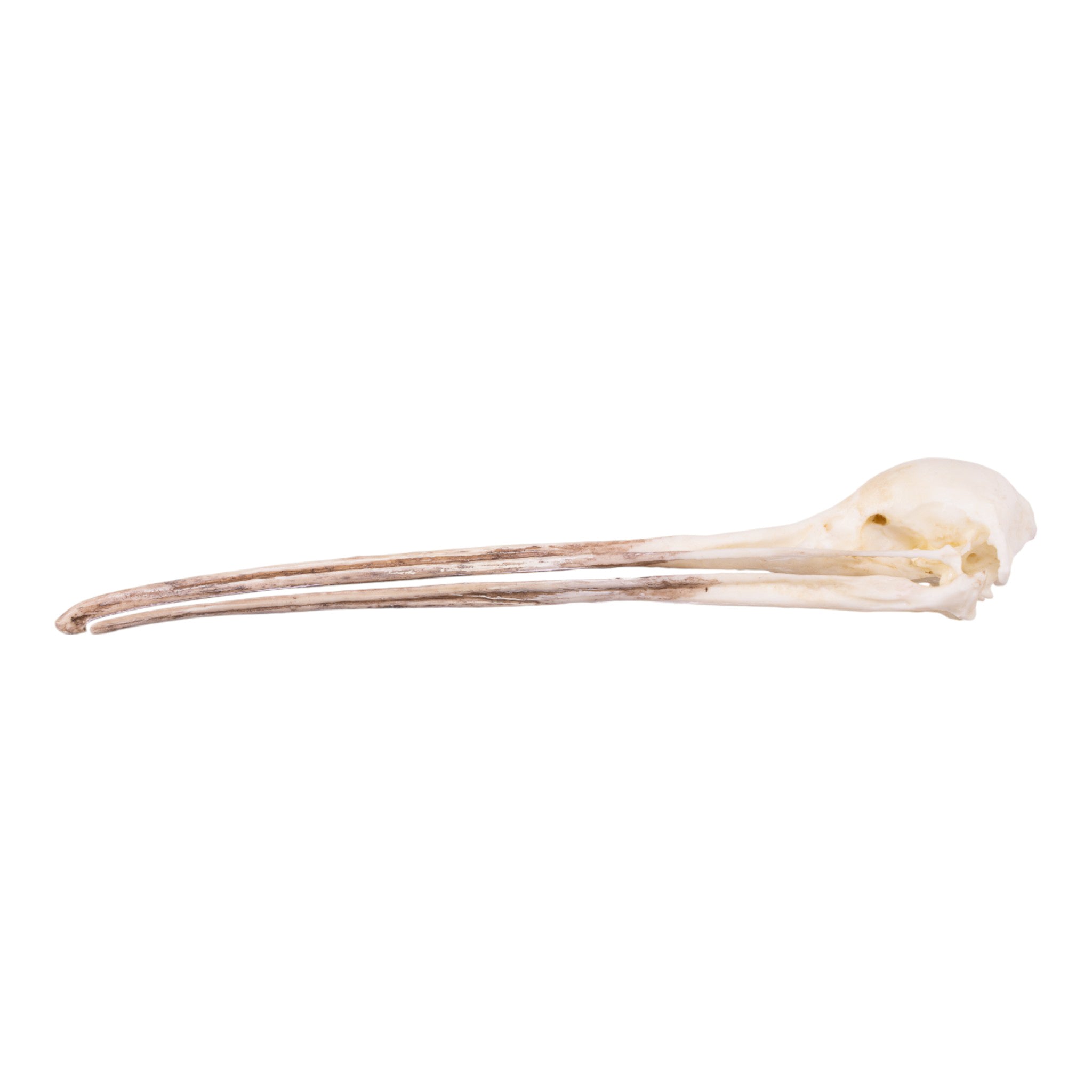 Replica Brown Kiwi Skull For Sale — Skulls Unlimited International