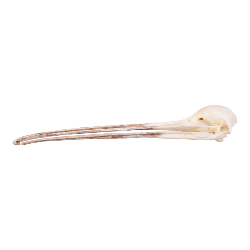 Replica Brown Kiwi Skull