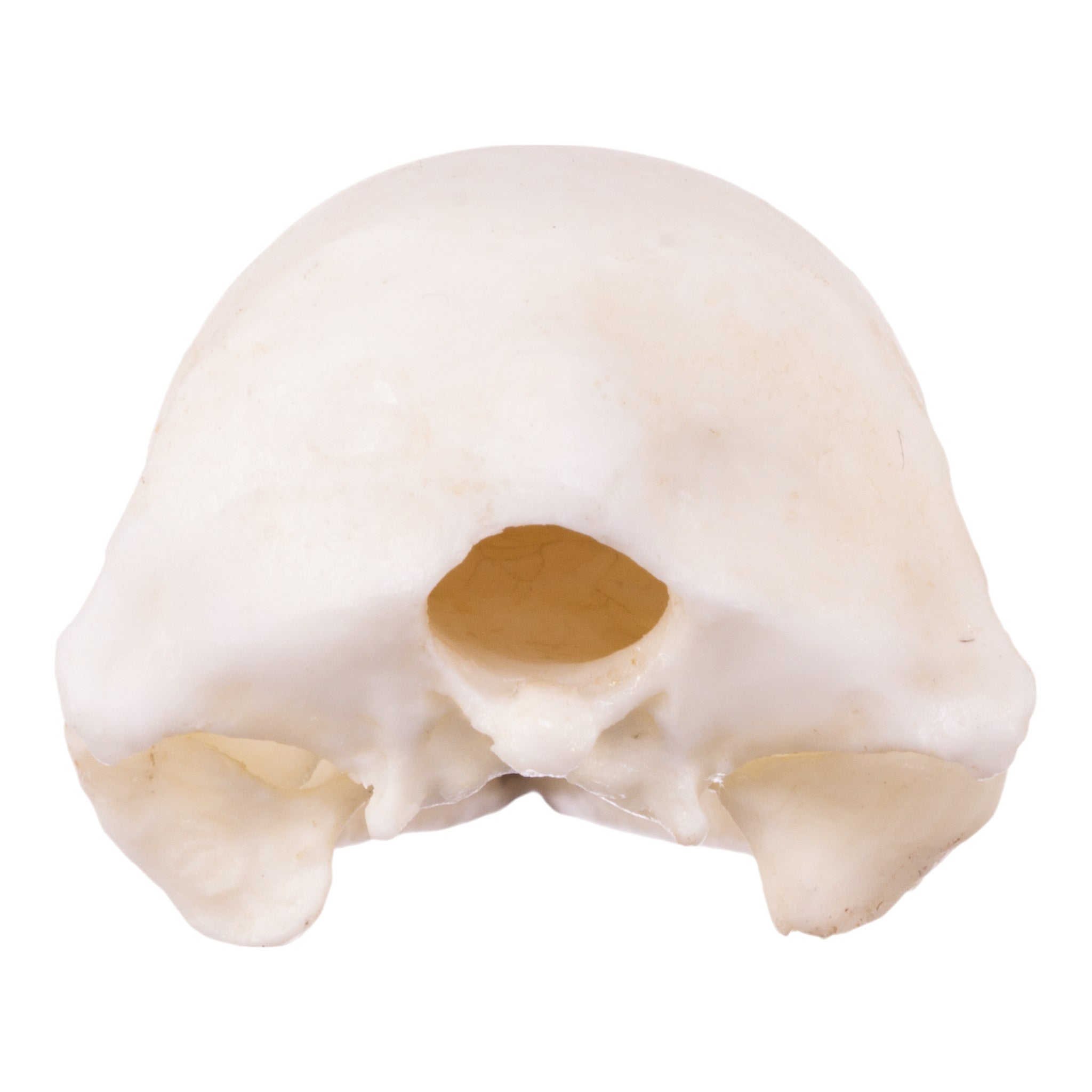 Replica Brown Kiwi Skull For Sale — Skulls Unlimited International