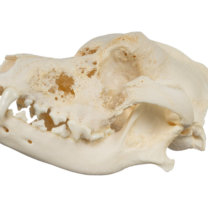 Real Domestic Dog Skull - Pathology