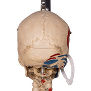 Real Human Painted Skeleton - Articulated