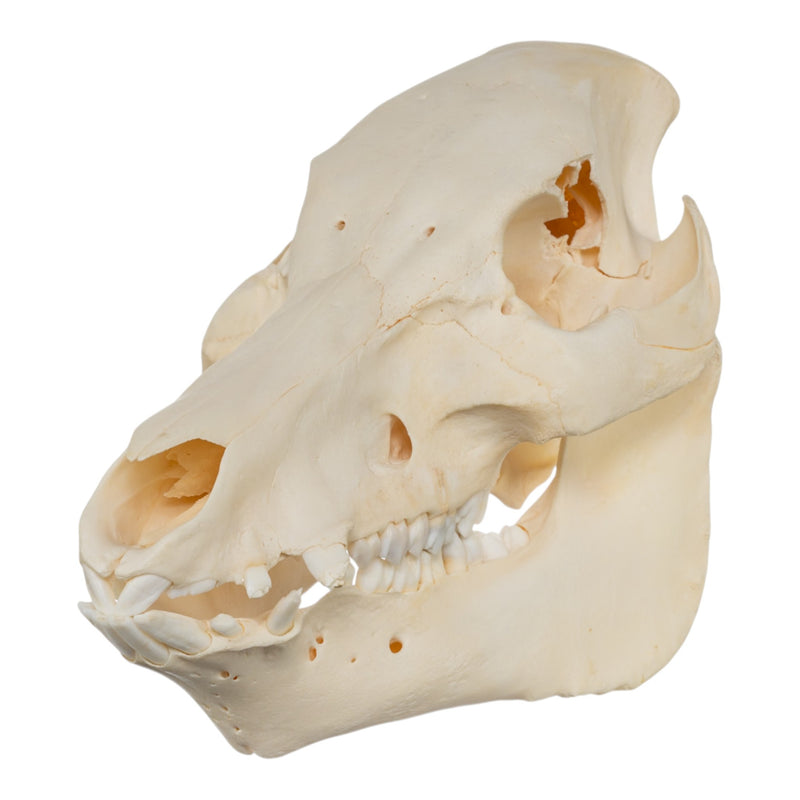 Real Potbellied Pig Skull - Damaged