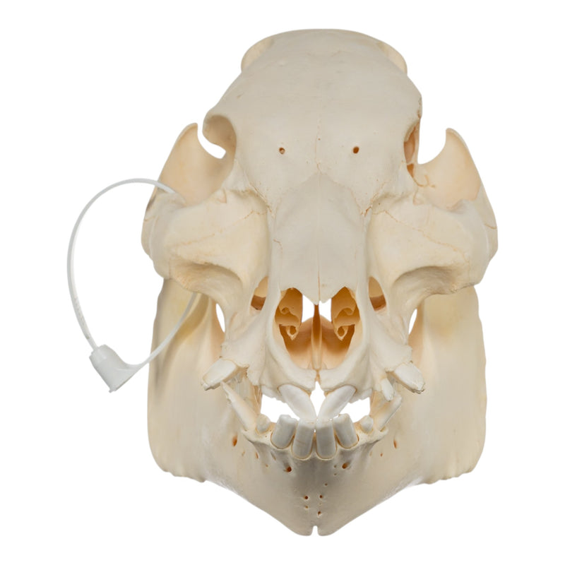 Real Potbellied Pig Skull - Damaged