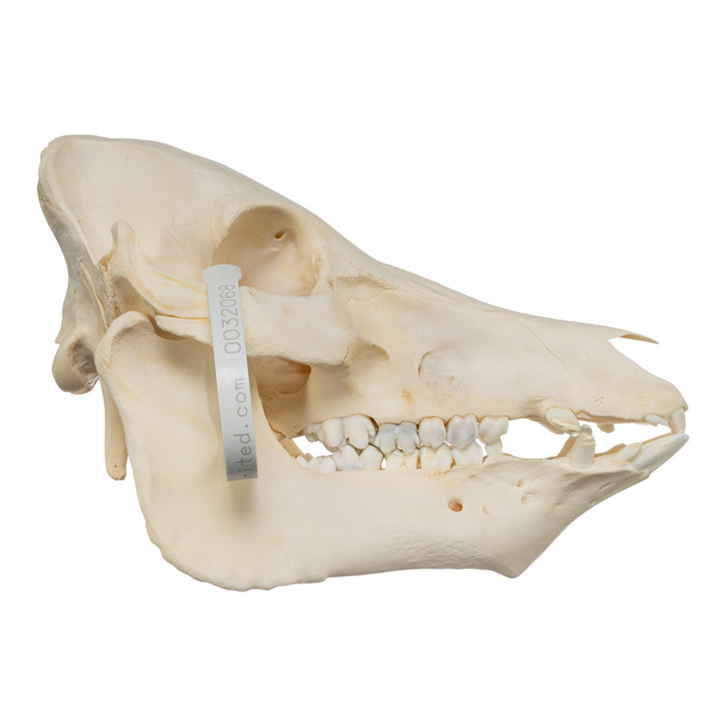 Real Potbellied Pig Skull - Damaged