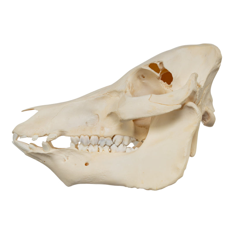 Real Potbellied Pig Skull - Damaged