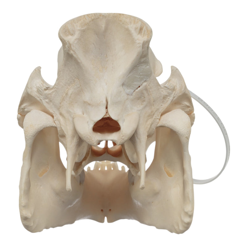 Real Potbellied Pig Skull - Damaged