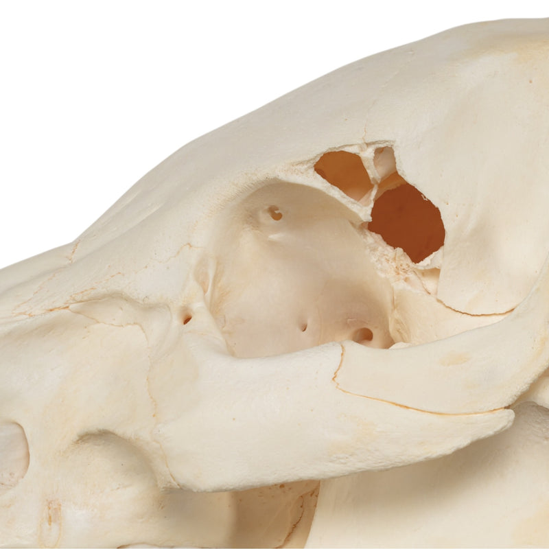 Real Potbellied Pig Skull - Damaged