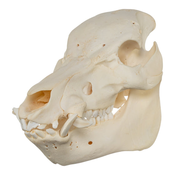 Real Potbellied Pig Skull