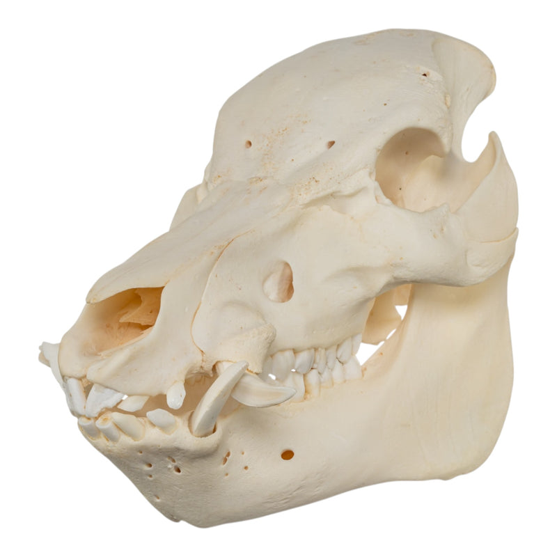 Real Potbellied Pig Skull