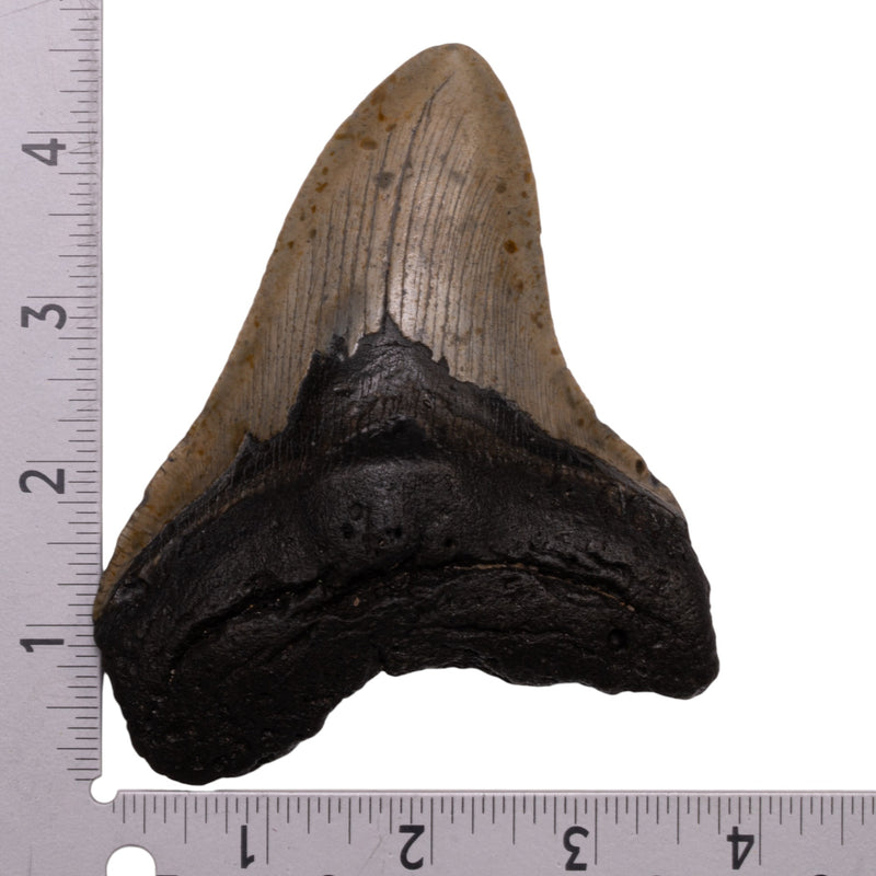 Real Megalodon Tooth
