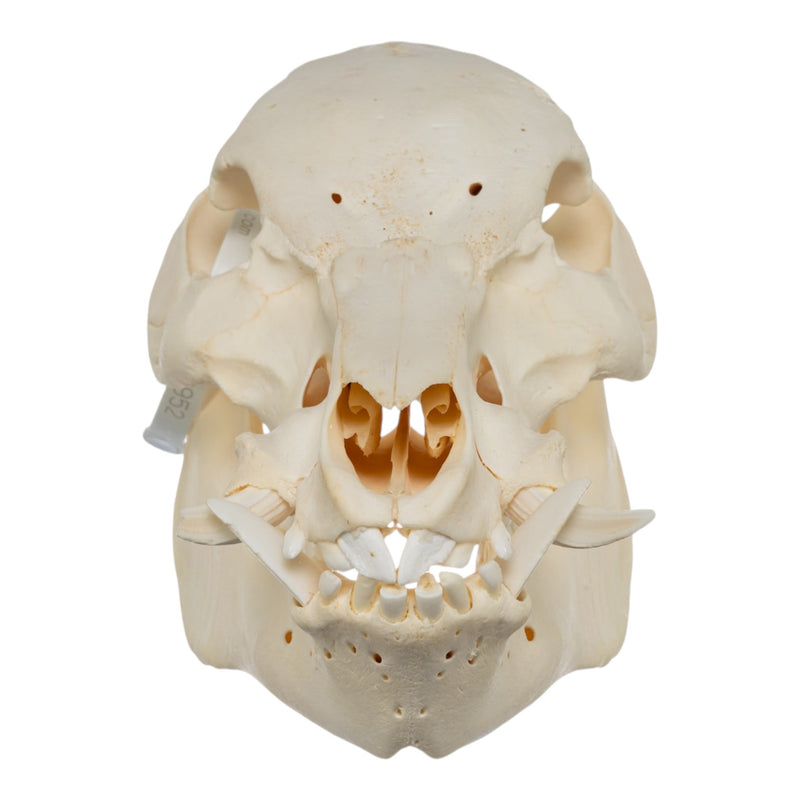 Real Potbellied Pig Skull