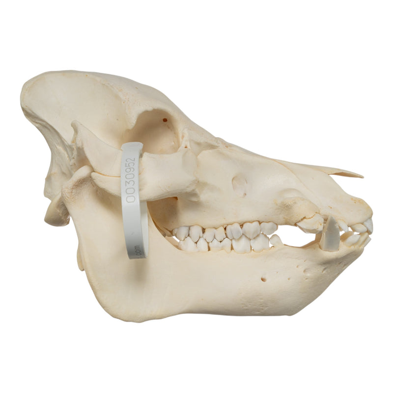 Real Potbellied Pig Skull