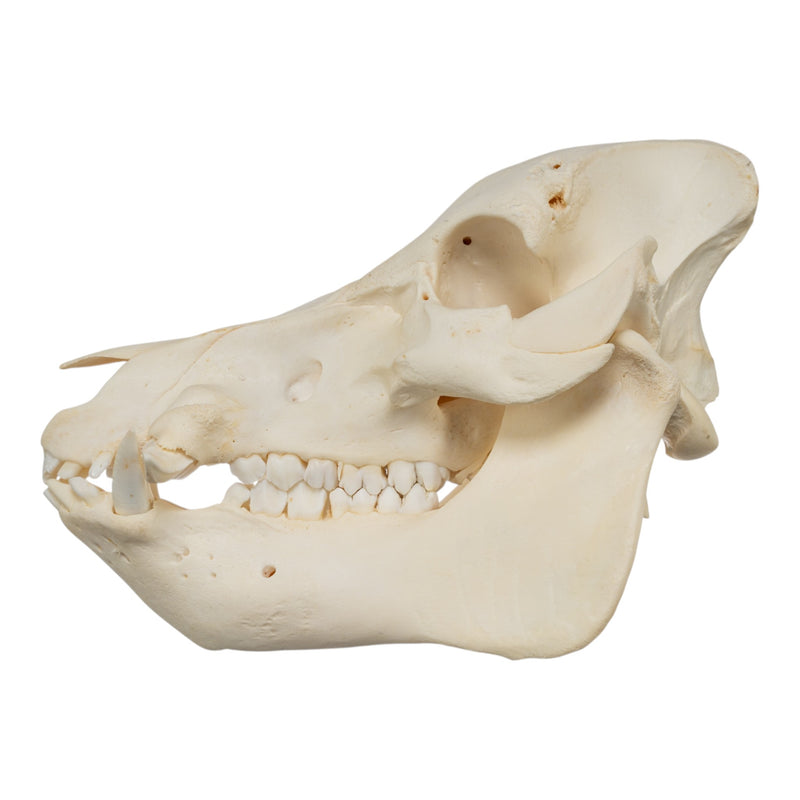 Real Potbellied Pig Skull