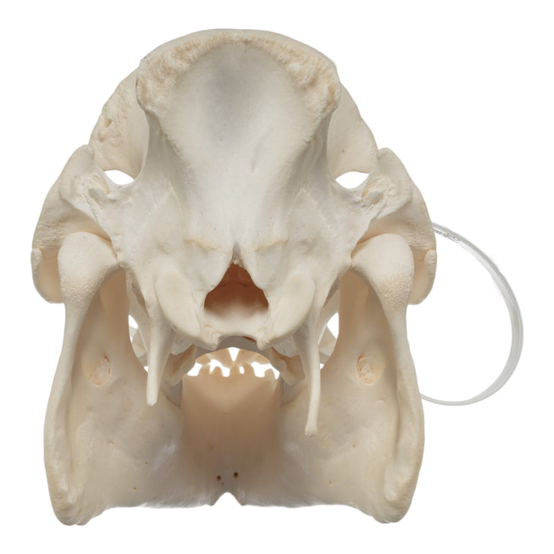 Real Potbellied Pig Skull