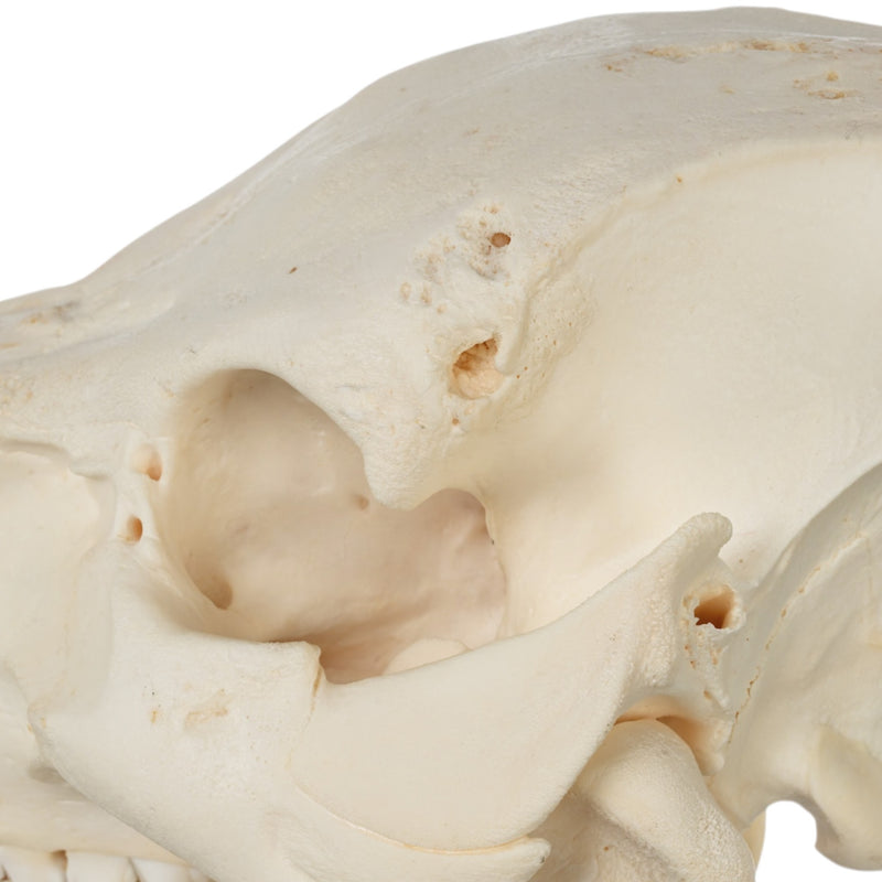 Real Potbellied Pig Skull
