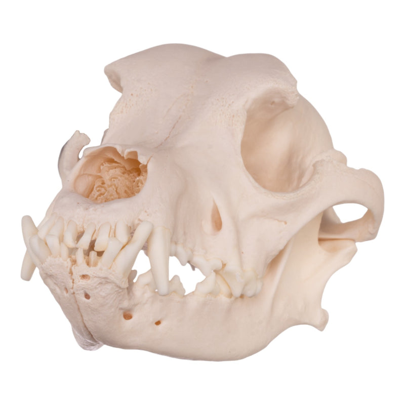 Real Domestic Dog Skull - Rottweiler