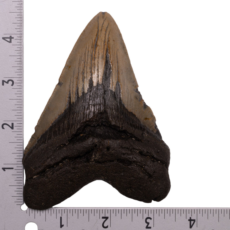 Real Megalodon Tooth