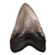 Real Megalodon Tooth